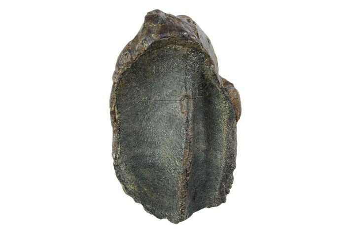 Unworn Fossil Dinosaur (Triceratops) Crown - Wyoming #354925